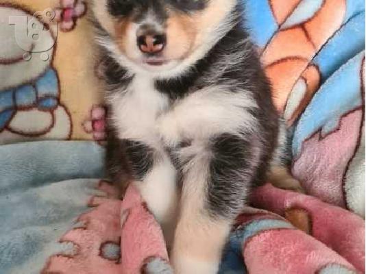 PoulaTo: ΚΑΤΑΠΛΗΚΤΙΚΗ ΑΓΑΠΗ POMSKY PU [PPY SVSILSBLE